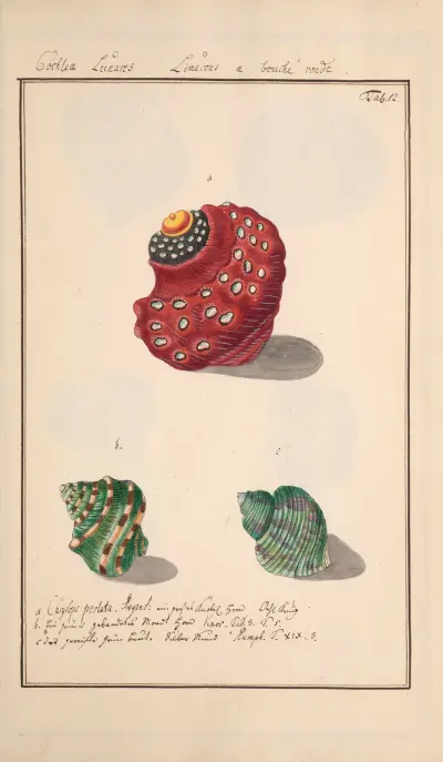 Conchylia picta ad naturam a pictore academico Pl.012 von Andreas Friedrich Happe