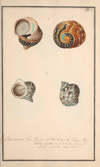 Conchylia picta ad naturam a pictore academico Pl.013 av Andreas Friedrich Happe