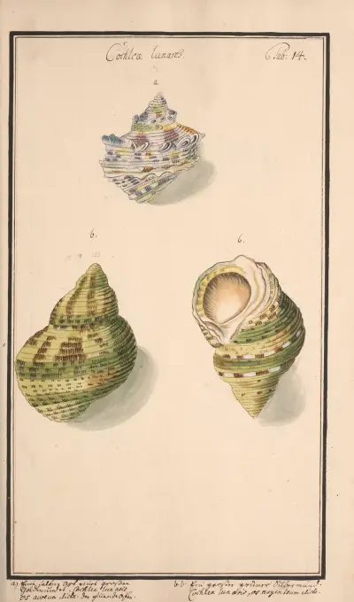Conchylia picta ad naturam a pictore academico Pl.014 av Andreas Friedrich Happe