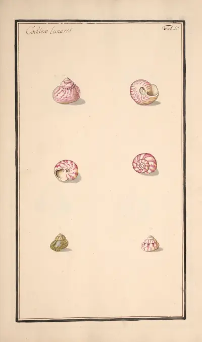 Conchylia picta ad naturam a pictore academico Pl.015 av Andreas Friedrich Happe
