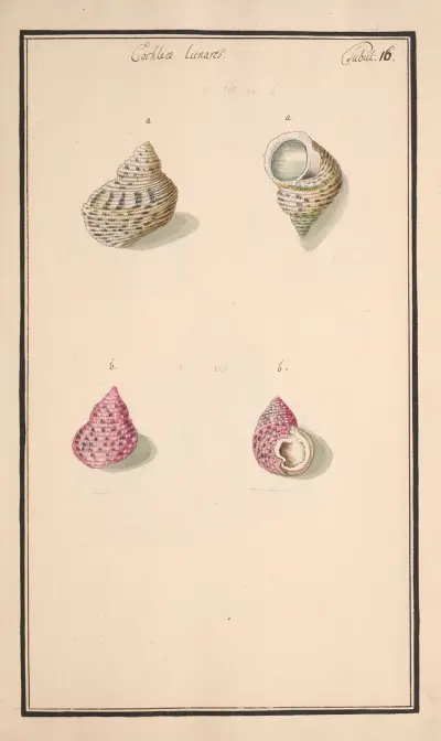 Conchylia picta ad naturam a pictore academico Pl.016 av Andreas Friedrich Happe
