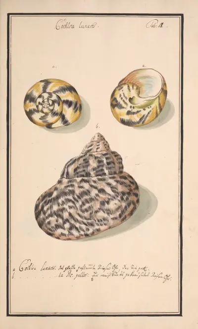 Conchylia picta ad naturam a pictore academico Pl.017 av Andreas Friedrich Happe