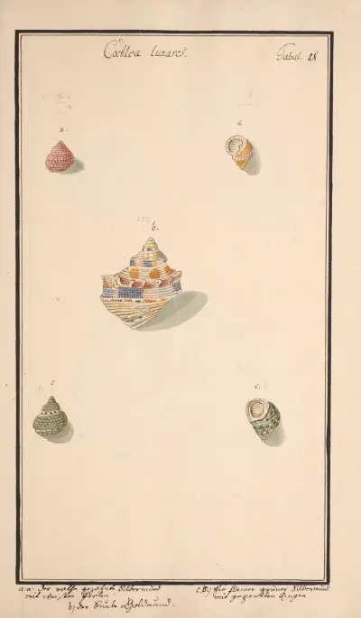 Conchylia picta ad naturam a pictore academico Pl.018 av Andreas Friedrich Happe