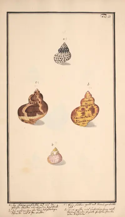 Conchylia picta ad naturam a pictore academico Pl.020 av Andreas Friedrich Happe