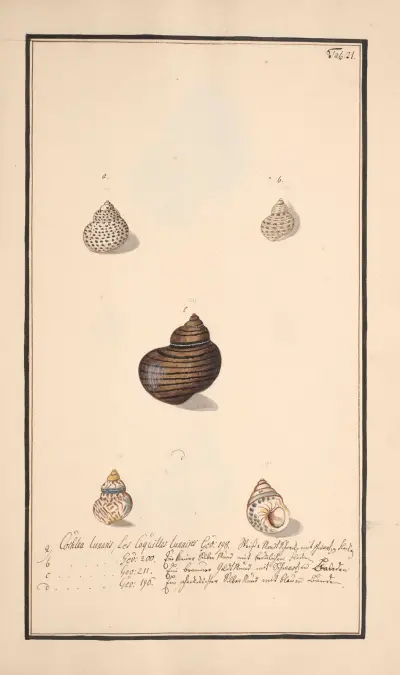 Conchylia picta ad naturam a pictore academico Pl.021 av Andreas Friedrich Happe