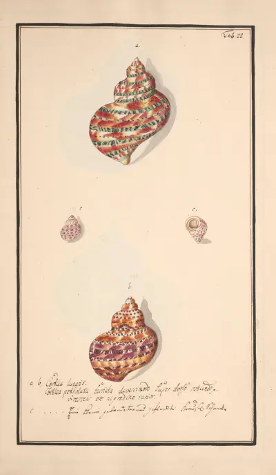 Conchylia picta ad naturam a pictore academico Pl.022 av Andreas Friedrich Happe