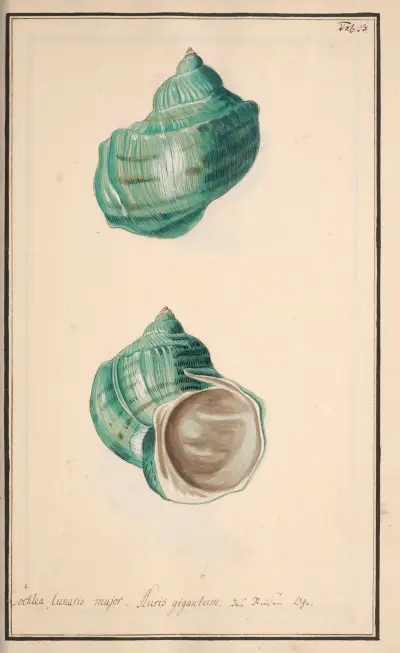 Conchylia picta ad naturam a pictore academico Pl.023 av Andreas Friedrich Happe