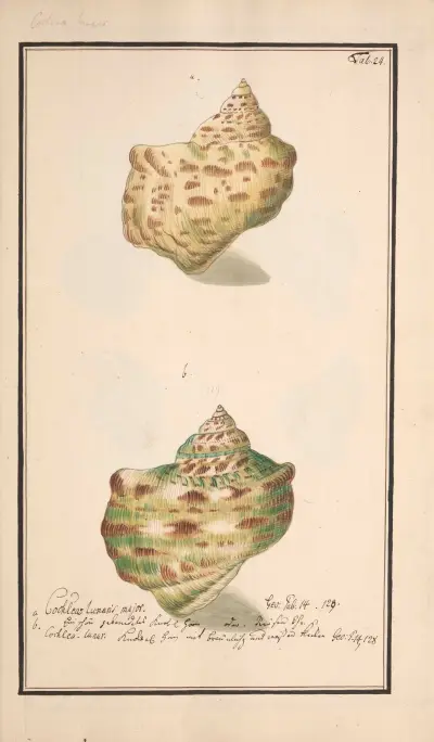 Conchylia picta ad naturam a pictore academico Pl.024 av Andreas Friedrich Happe