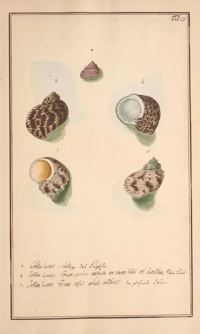 Conchylia picta ad naturam a pictore academico Pl.025 av Andreas Friedrich Happe