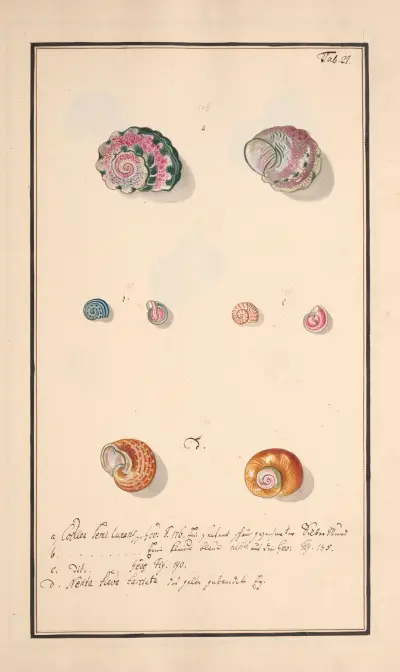 Conchylia picta ad naturam a pictore academico Pl.027, Andreas Friedrich Happe