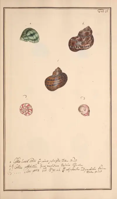 Conchylia picta ad naturam a pictore academico Pl.028 av Andreas Friedrich Happe