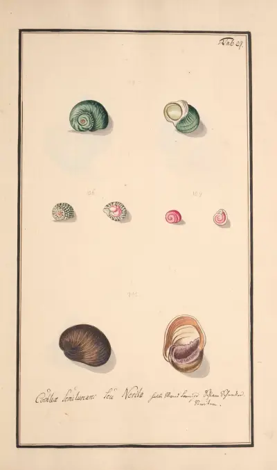 Conchylia picta ad naturam a pictore academico Pl.029 av Andreas Friedrich Happe