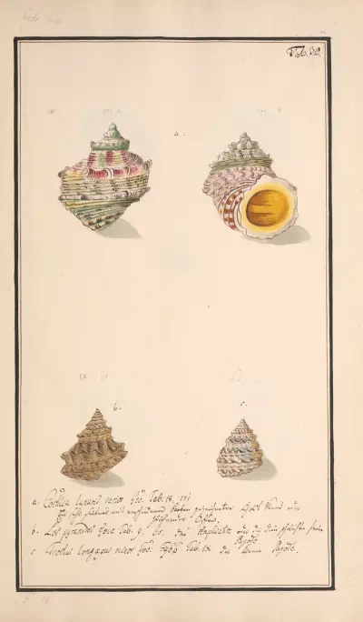 Conchylia picta ad naturam a pictore academico Pl.030 av Andreas Friedrich Happe