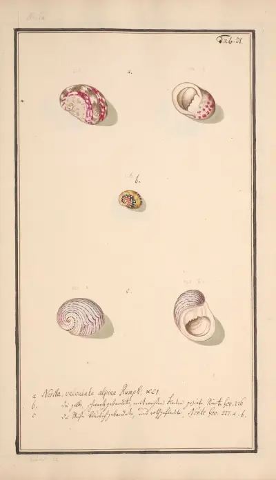 Conchylia picta ad naturam a pictore academico Pl.031 av Andreas Friedrich Happe