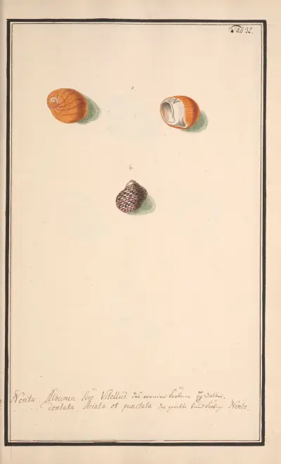 Conchylia picta ad naturam a pictore academico Pl.032 av Andreas Friedrich Happe