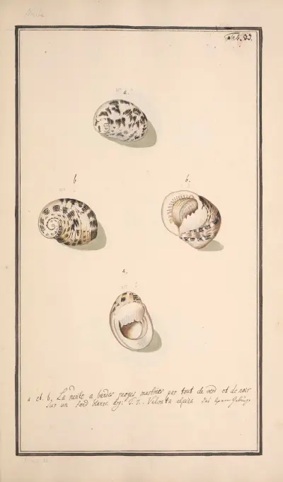 Conchylia picta ad naturam a pictore academico Pl.033 av Andreas Friedrich Happe
