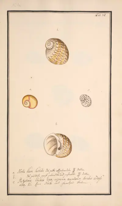 Conchylia picta ad naturam a pictore academico Pl.034 av Andreas Friedrich Happe