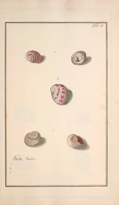 Conchylia picta ad naturam a pictore academico Pl.035 av Andreas Friedrich Happe