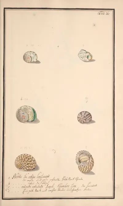 Conchylia picta ad naturam a pictore academico Pl.036 av Andreas Friedrich Happe