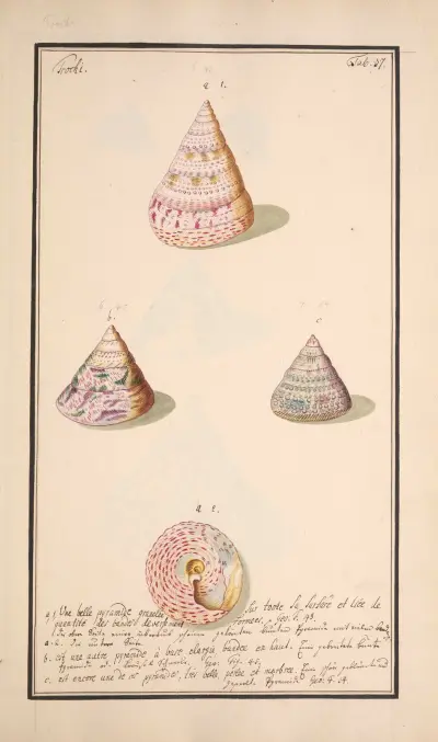 Conchylia picta ad naturam a pictore academico Pl.037 av Andreas Friedrich Happe