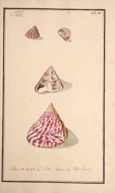 Conchylia picta ad naturam a pictore academico Pl.038 av Andreas Friedrich Happe