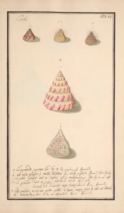 Conchylia picta ad naturam a pictore academico Pl.039 av Andreas Friedrich Happe