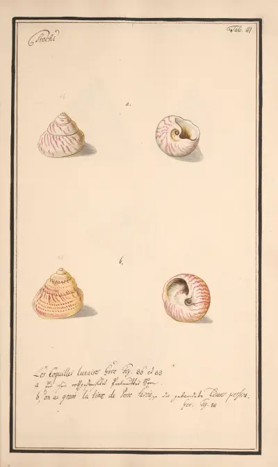 Conchylia picta ad naturam a pictore academico Pl.041 av Andreas Friedrich Happe