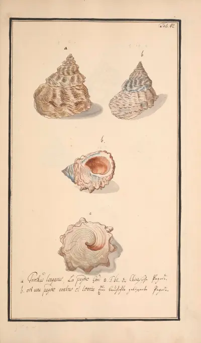 Conchylia picta ad naturam a pictore academico Pl.042 av Andreas Friedrich Happe