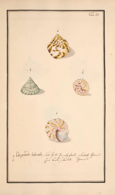Conchylia picta ad naturam a pictore academico Pl.043 av Andreas Friedrich Happe
