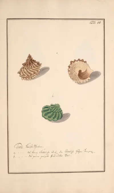 Conchylia picta ad naturam a pictore academico Pl.044 av Andreas Friedrich Happe