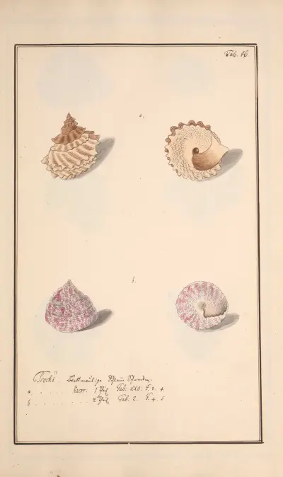 Conchylia picta ad naturam a pictore academico Pl.046 av Andreas Friedrich Happe