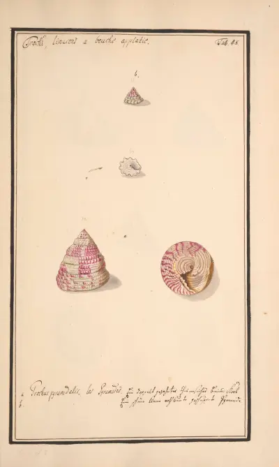 Conchylia picta ad naturam a pictore academico Pl.048 av Andreas Friedrich Happe