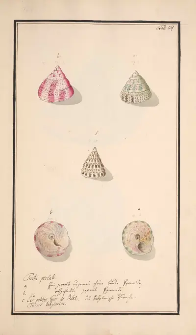 Conchylia picta ad naturam a pictore academico Pl.049 av Andreas Friedrich Happe