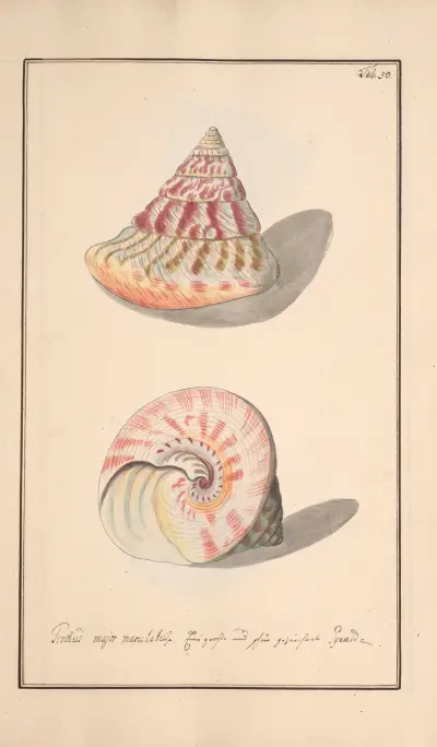 Conchylia picta ad naturam a pictore academico Pl.050 von Andreas Friedrich Happe