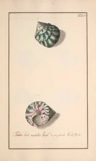 Conchylia picta ad naturam a pictore academico Pl.051 av Andreas Friedrich Happe