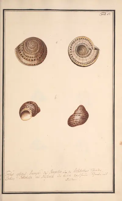 Conchylia picta ad naturam a pictore academico Pl.053 av Andreas Friedrich Happe