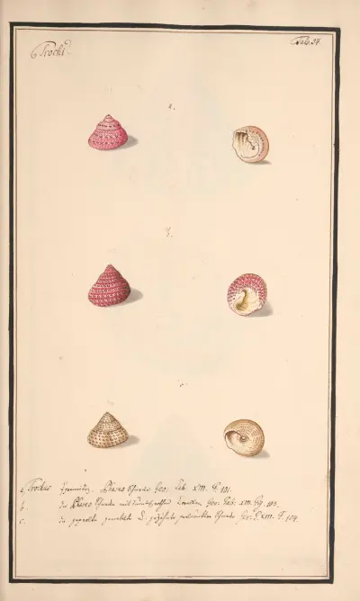 Conchylia picta ad naturam a pictore academico Pl.054 av Andreas Friedrich Happe