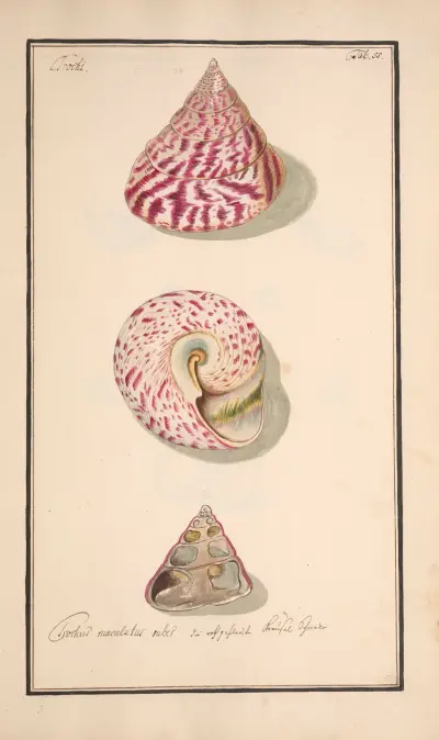 Conchylia picta ad naturam a pictore academico Pl.055 av Andreas Friedrich Happe