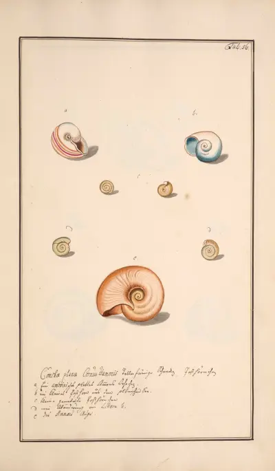Conchylia picta ad naturam a pictore academico Pl.056 av Andreas Friedrich Happe