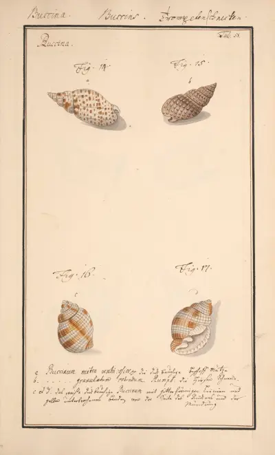 Conchylia picta ad naturam a pictore academico Pl.058 av Andreas Friedrich Happe