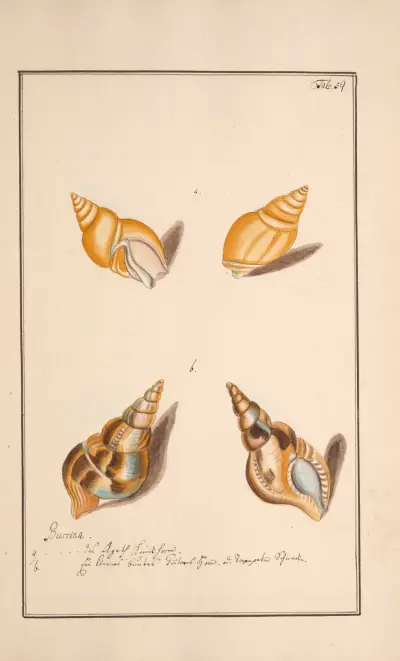 Conchylia picta ad naturam a pictore academico Pl.059 (Färgade snäckor efter naturen, plansch 59) av Andreas Friedrich Happe