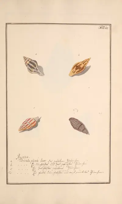 Conchylia picta ad naturam a pictore academico Pl.060 av Andreas Friedrich Happe