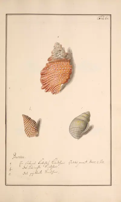 Conchylia picta ad naturam a pictore academico Pl.061 av Andreas Friedrich Happe