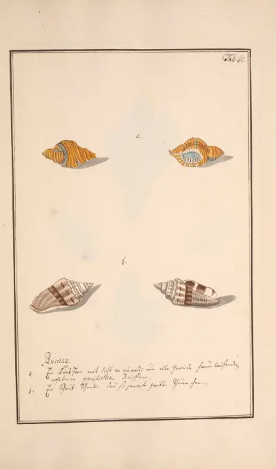 Conchylia picta ad naturam a pictore academico Pl.062 av Andreas Friedrich Happe