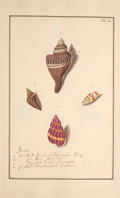 Conchylia picta ad naturam a pictore academico Pl.063 von Andreas Friedrich Happe