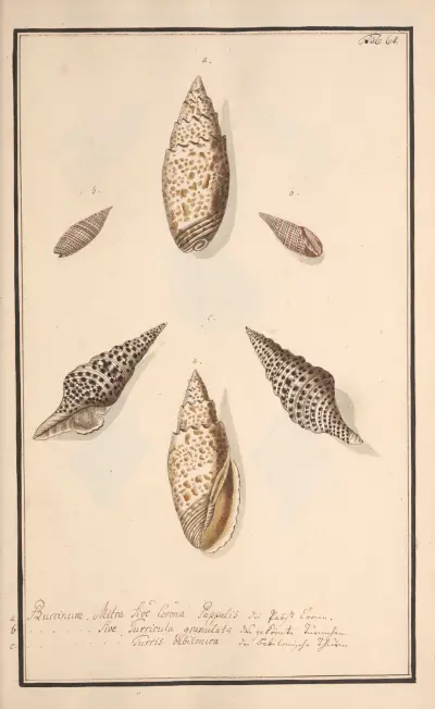 Conchylia picta ad naturam a pictore academico Pl.064 av Andreas Friedrich Happe