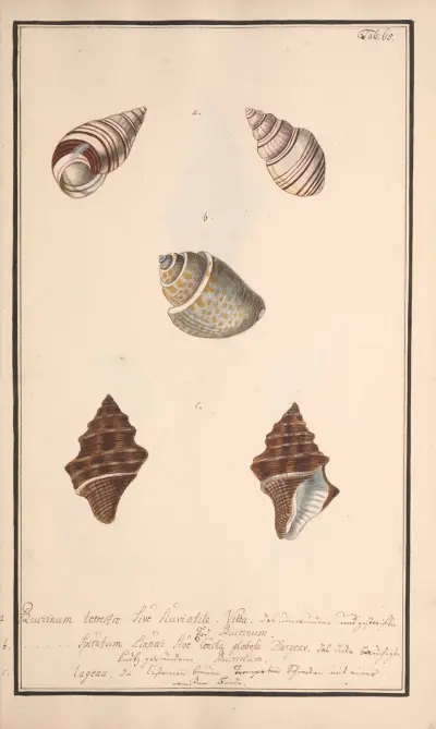 Conchylia picta ad naturam a pictore academico Pl.065 av Andreas Friedrich Happe