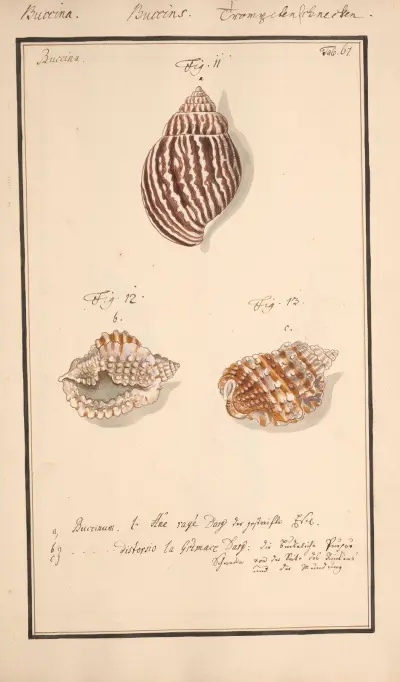Conchylia picta ad naturam a pictore academico Pl.067 av Andreas Friedrich Happe