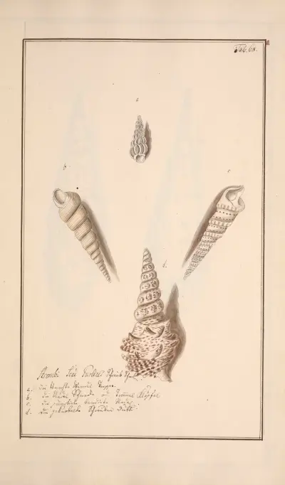 Conchylia picta ad naturam a pictore academico Pl.068 av Andreas Friedrich Happe