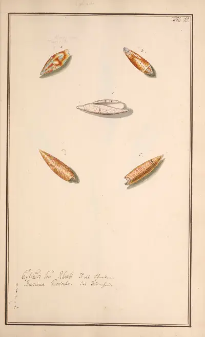 Conchylia picta ad naturam a pictore academico Pl.070 av Andreas Friedrich Happe
